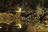 sikora bogatka Parus major