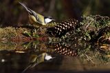 sikora bogatka Parus major