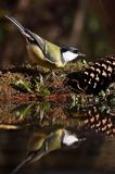 sikora bogatka Parus major