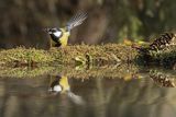 Sikora bogatka, Parus major