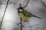  sikora bogatka, Parus major