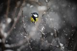 Sikora bogatka, Parus major