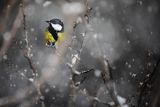 Sikora bogatka, Parus major