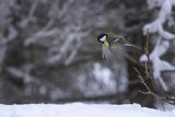 Sikora bogatka, Parus major