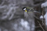 Sikora bogatka, Parus major