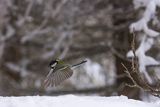  sikora bogatka, Parus major