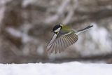  sikora bogatka, Parus major