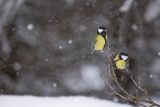  sikora bogatka, Parus major