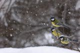  sikora bogatka, Parus major