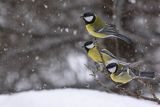 Sikora bogatka, Parus major