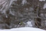 Sikora bogatka, Parus major