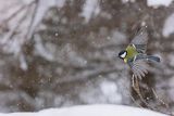 Sikora bogatka, Parus major