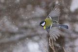 Sikora bogatka, Parus major