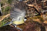 sikora bogatka, Parus major