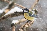 sikora bogatka Parus major