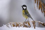 Sikora bogatka, Parus major