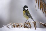  sikora bogatka, Parus major