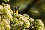 sikora bogatka Parus major z zieloną gasienicą w dziobie