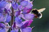 trzmiel gajowy, Bombus lucorum i łubin