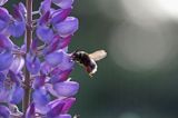 trzmiel gajowy, Bombus lucorum i łubin