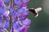 trzmiel gajowy, Bombus lucorum i łubin