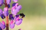 trzmiel gajowy, Bombus lucorum i łubin