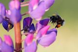 trzmiel gajowy, Bombus lucorum i łubin