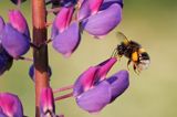 trzmiel gajowy, Bombus lucorum i łubin