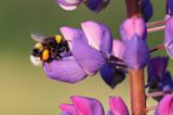 trzmiel gajowy, Bombus lucorum i łubin