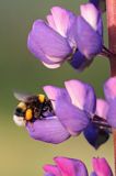 trzmiel gajowy, Bombus lucorum i łubin