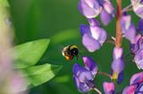 trzmiel gajowy, Bombus lucorum i łubin