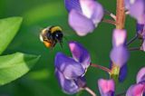 trzmiel gajowy, Bombus lucorum i łubin