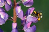 trzmiel gajowy, Bombus lucorum i łubin