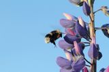 trzmiel gajowy, Bombus lucorum i łubin