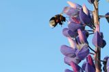 trzmiel gajowy, Bombus lucorum i łubin