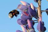 trzmiel gajowy, Bombus lucorum i łubin