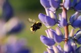 trzmiel gajowy, Bombus lucorum i łubin