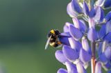 trzmiel gajowy, Bombus lucorum i łubin