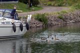 Karmienie kaczek w Borensbergu, Kanał Gota, Gotajski, Szwecja