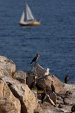 kormorany na klifach koło Hammerhavn, wyspa Bornholm, Dania, Kormoran czarny Phalacrocorax carbo)