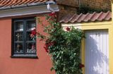 dom i krzew róży w Ronne, Bornholm, Dania