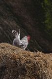 skansen w Melsted, wyspa Bornholm, Dania