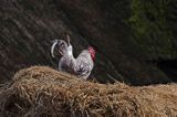 skansen w Melsted, wyspa Bornholm, Dania