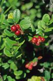 Borówka brusznica, borówka czerwona Vaccinium vitis-idaea)