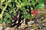 Borówka brusznica, borówka czerwona Vaccinium vitis-idaea)