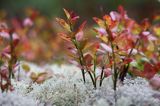 porosty i Borówka czernica, Borówka czarna, Czarna jagoda, Czernica, Vaccinium myrtillus, szwedzkie szkiery, Szwecja