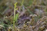 Botrychium boreale, Podejźrzon północny