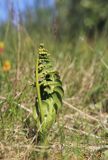 Botrychium lunaria, Podejźrzon księżycowy