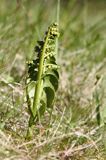 Botrychium lunaria, Podejźrzon księżycowy