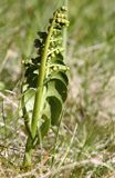 Botrychium lunaria, Podejźrzon księżycowy